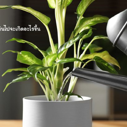 วิธีการรดน้ำต้นไม้ให้เหมาะสม