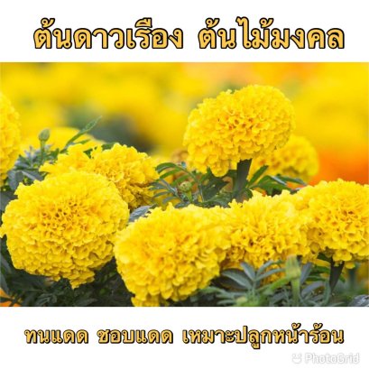 วิธีดูแลดาวเรืองให้อยู่ได้นานๆแล้วไม่ตาย