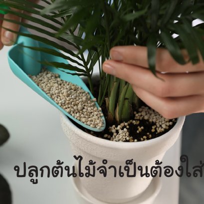 การให้ปุ๋ยต้นไม้ ควรใส่หลังจากย้ายต้นไม้เข้าในบ้านแล้ว 6 สัปดาห์ เพราะอะไร