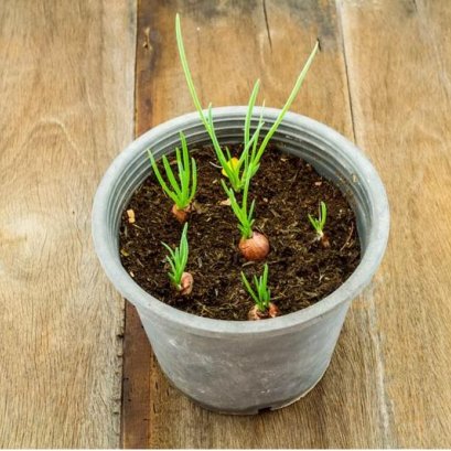 วิธีปลูกต้นหอมแบบง่ายๆได้กินใบเร็วภายใน 7 วัน 