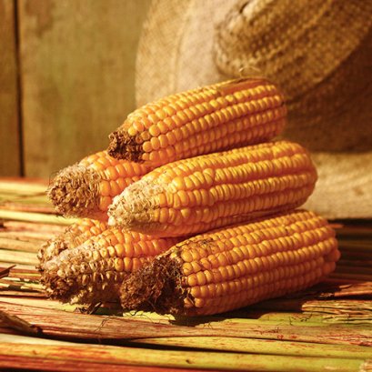 การปฏิบัติดูแลรักษาผักสวนครัว การปฏิบัติดูแลรักษาผักสวนครัว