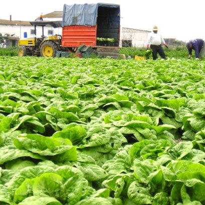 การเตรียมแปลง วิธีการปลูกและวิธีการดูแลรักษาปลูกพืชผักสวนครัว