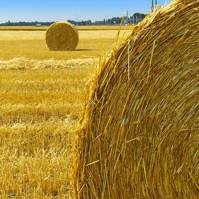 วิธีการเลือกพื้นที่ปลูกผักสวนครัว วิธีปลูกให้เหมาะกับผัก