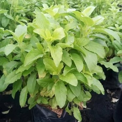 วิธีปลูกกะเพราโดยการปักชำแบบง่ายๆ