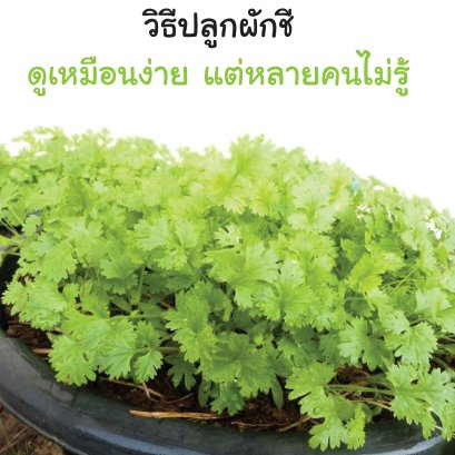 วิธีการปลูกผักชีให้งาม