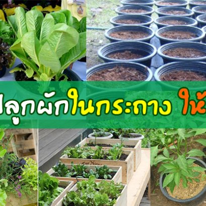 วิธีปลูกผักในกระถาง นำดินปลูกที่ผสมแล้ว(ดินร่วน ปุ๋ย ขุยมะพร้าว แกรบ) นำมาใส่กระถางที่เตรียมไว้