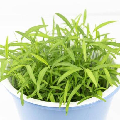 วิธีเพราะผักบุ้งจากเมล็ดขึ้นจริง สวยงาม แบบง่ายๆ