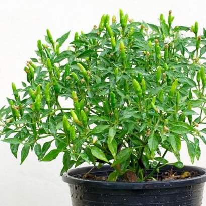 วิธีปลูกพริกให้ได้กินเม็ดฉบับง่ายๆและโตเร็ว