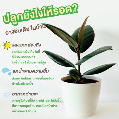 วิธีดูแลยางอินเดียให้อยู่ได้นานๆไม่ตายง่ายๆ