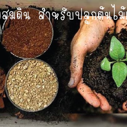 สูตรผสมดิน สำหรับปลูกต้นไม้ ปลูกผักสวนครัว ใช้ปลูกได้ทั้งไม้ดอก ไม้เลื้อย ผักสวนครัว ผลไม้ ที่เราได้นำมาแนะนำกันในวันนี้