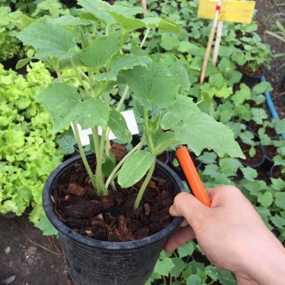 วิธีปลูกแตงกวาให้งอกเร็วและแข็งแรง