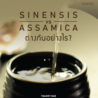 Sinensis vs Assamica ต่างกันอย่างไร