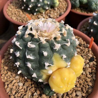 How to grow The Lophophora skin is beautiful, not stained, and most importantly, the hair is long and fluffy all the time.