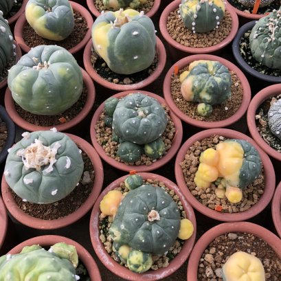 How to take care when you buy new lophophora 