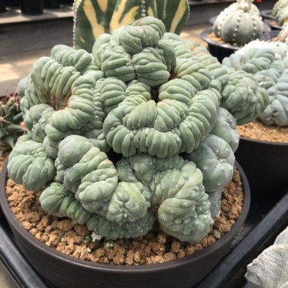 Lophophora care