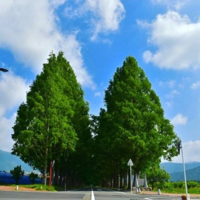  สนมาคิโนะ สนหลายใจ ใยเปลี่ยนไปทุกฤดู  