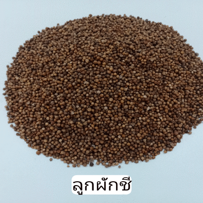 ลูกผักชี