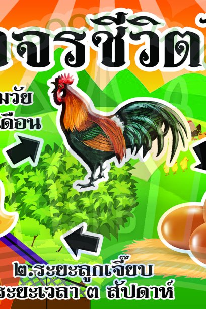 วงจรชีวิตไก่ /วรา