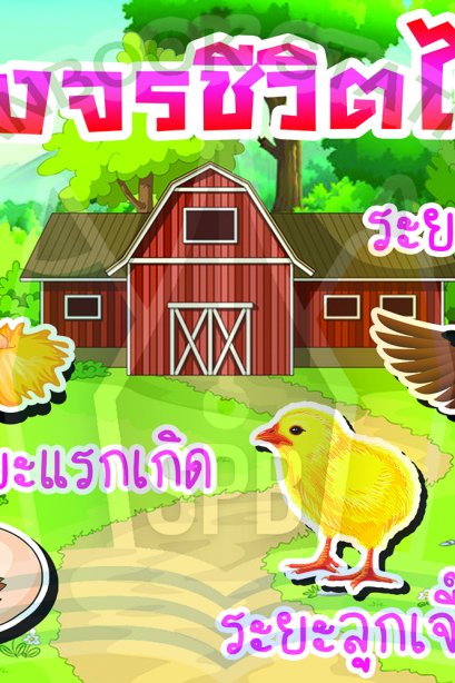 วงจรชีวิตไก่ /วรา