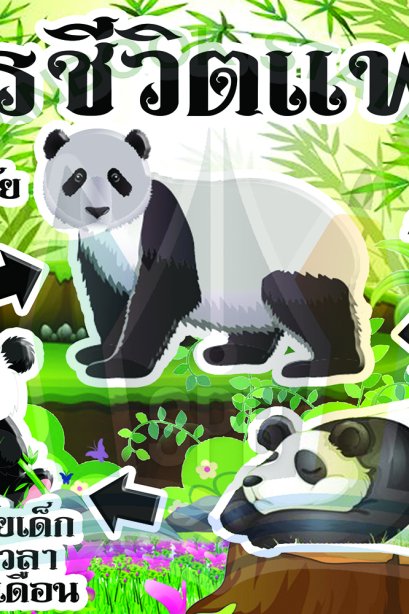 วงจรชีวิตหมีแพนด้า /วรา
