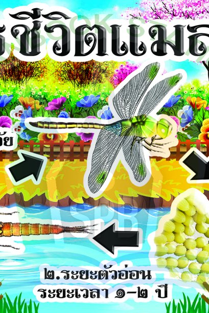 วงจรชีวิตแมลงปอ /วรา