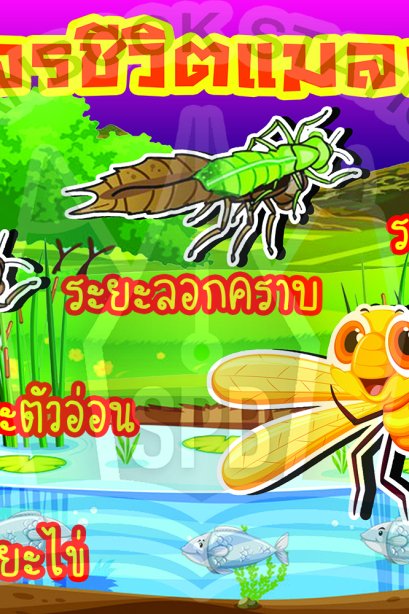 วงจรชีวิตแมลงปอ /วรา