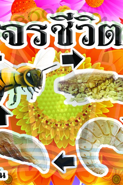 วงจรชีวิตผึ้ง /วรา