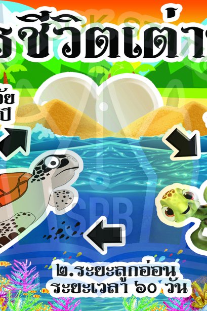 วงจรชีวิตเต่าทะเล /วรา