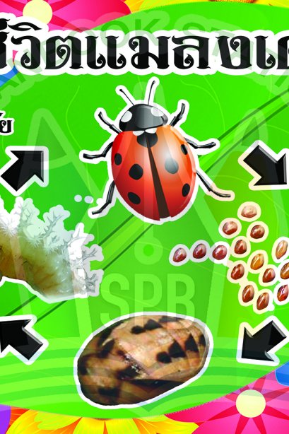 วงจรชีวิตแมลงเต่าทอง /วรา