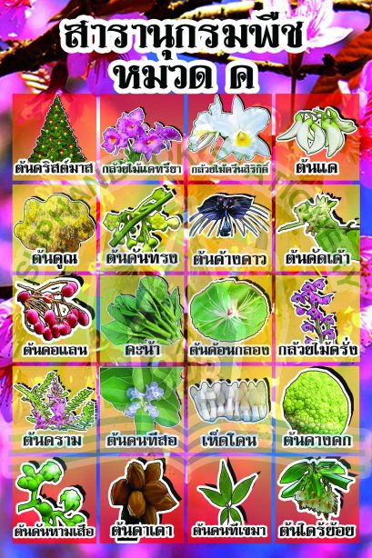 สารานุกรมพืช หมวด ค /วรา