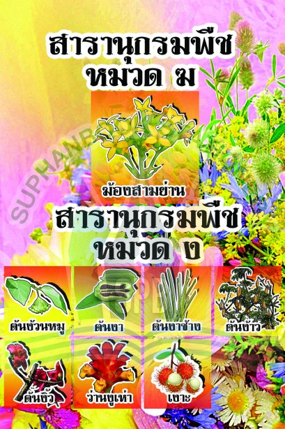 สารานุกรมพืช หมวด ฆ-ง /วรา