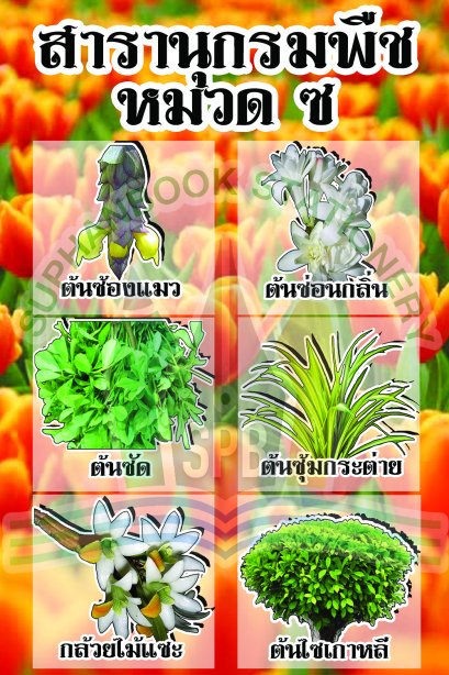 สารานุกรมพืช หมวด ซ /วรา