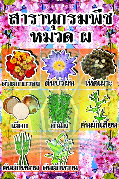 สารานุกรมพืช หมวด ผ /วรา