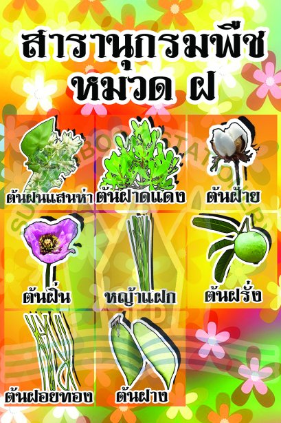 สารานุกรมพืช หมวด ฝ /วรา