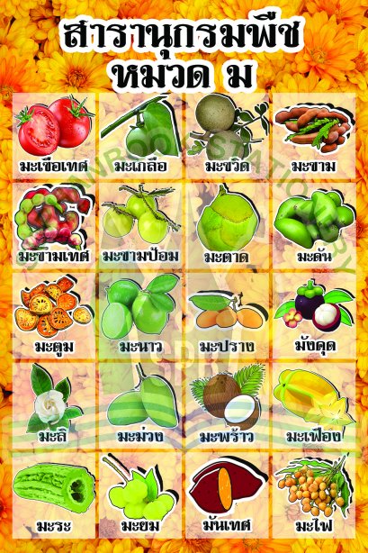 สารานุกรมพืช หมวด ม /วรา