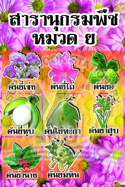 สารานุกรมพืช หมวด ย /วรา