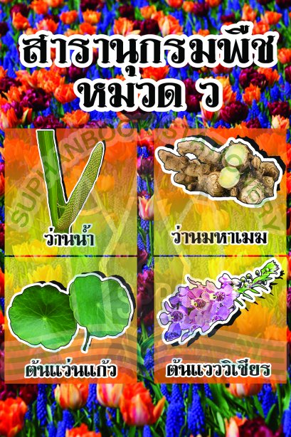 สารานุกรมพืช หมวด ว /วรา