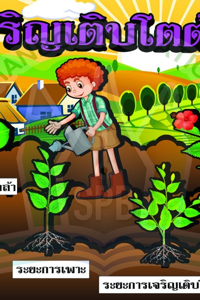 การเจริญเติบโตต้น ชบา/วรา