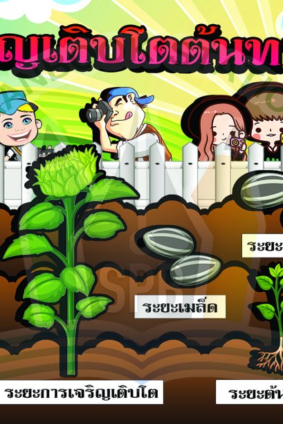 การเจริญเติบโตต้น ทานตะวัน/วรา