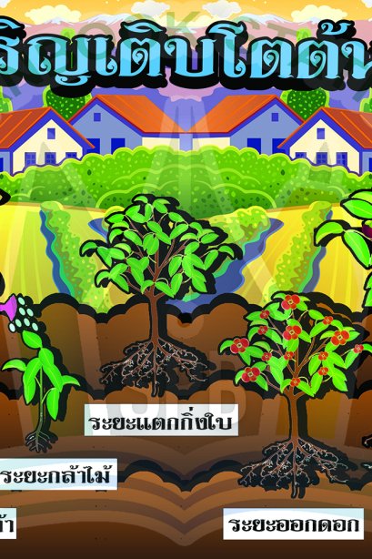 การเจริญเติบโตต้น มังคุด/วรา