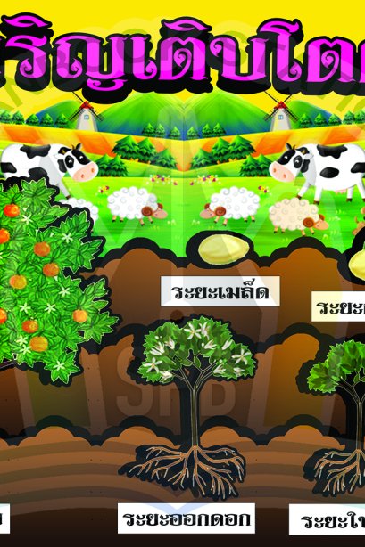 การเจริญเติบโตต้น ส้ม/วรา