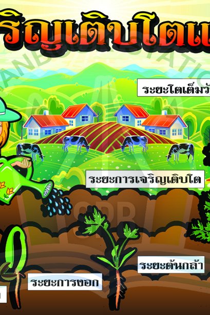 การเจริญเติบโตต้น แครอท/วรา