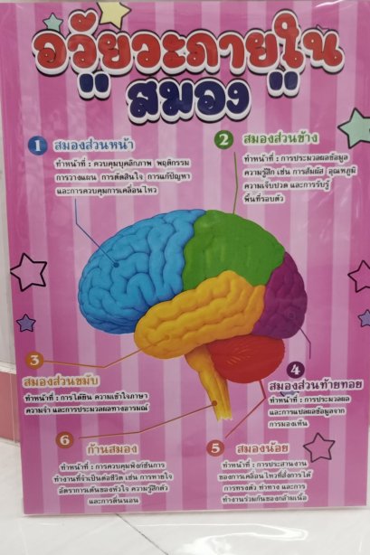 งานสื่อ A3 อวัยวะของร่างกานมนุษย์ สมอง