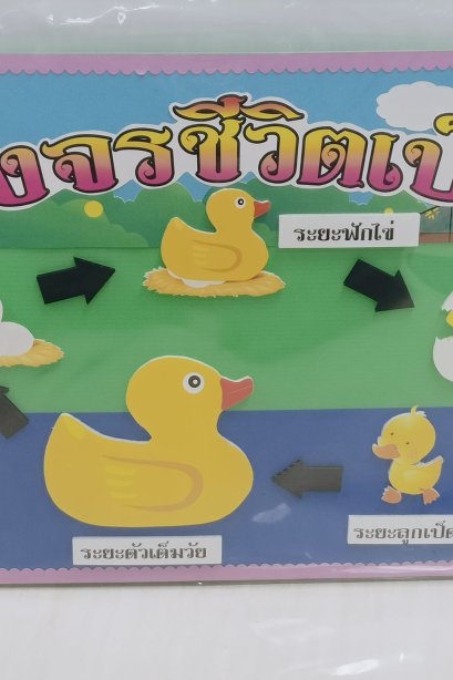 งานสื่อ handmade วงจรชีวิตเป็ด