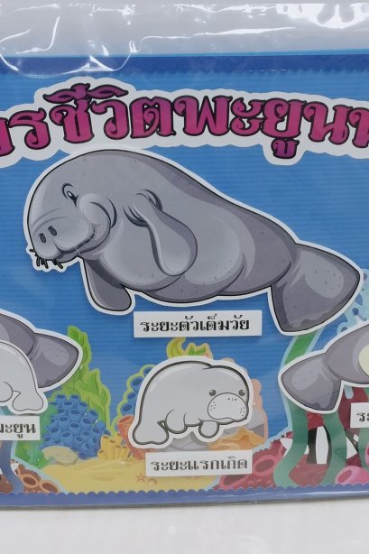 งานสื่อ handmade วงจรชีวิตพะยูนน้อย