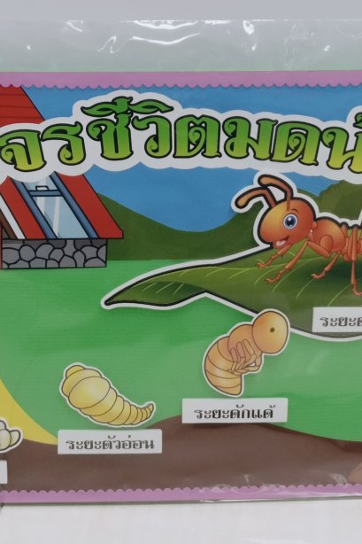 งานสื่อ handmade วงจรชีวิตมด