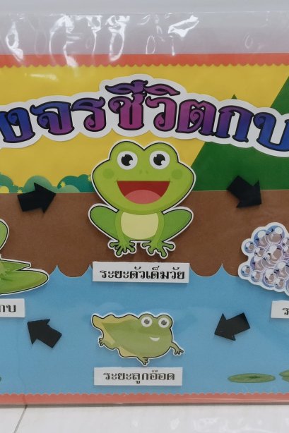งานสื่อ handmade วงจรชีวิตกบ