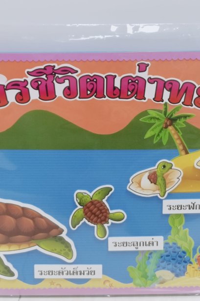 งานสื่อ handmade วงจรชีวิตเต่าทะเล