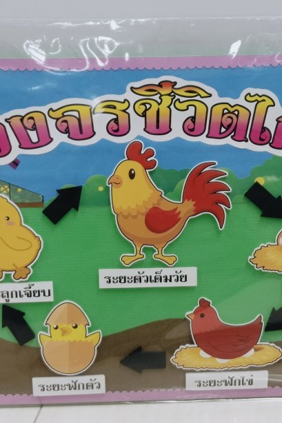 งานสื่อ handmade วงจรชีวิตไก่