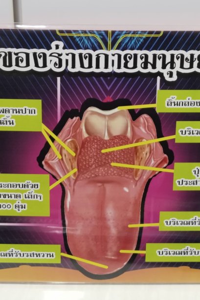 งานสื่อ A3 อวัยวะกายมนุษย์ ลิ้น